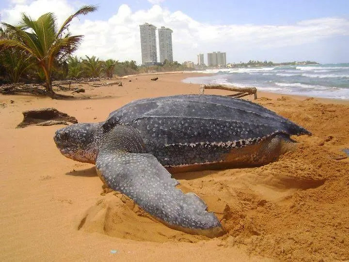 Cond Twin Seas Lejlighed Luquillo Puerto Rico